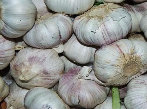 配送品種：蒜頭