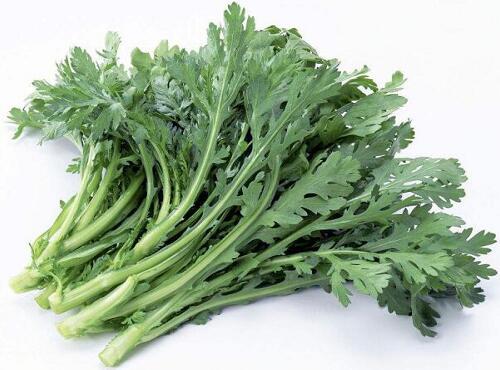 蔬菜品種：茼蒿