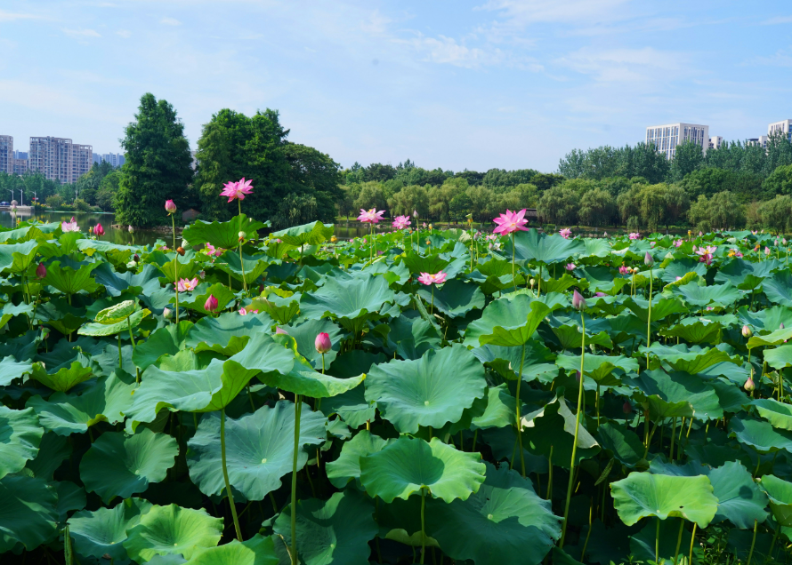蔬菜配送公司與您分享夏季養(yǎng)生訣竅