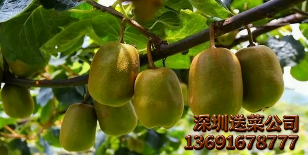 廣州送菜公司為您講解：神奇的獼猴桃
