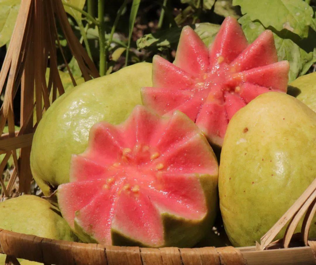 ?惠州生鮮蔬菜配送中心為您科普芭樂的營養(yǎng)價(jià)值